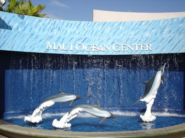 Dive into the Open Ocean Exhibit at the Maui Ocean Center