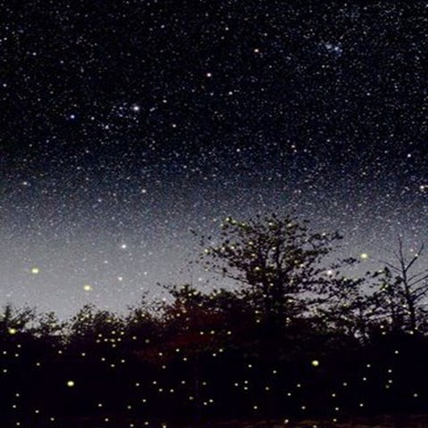 See a Rare Natural Phenomenon on a Kuala Selangor Fireflies Tour