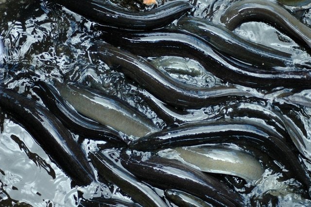 Meet the "Sacred Eels" of Huahine