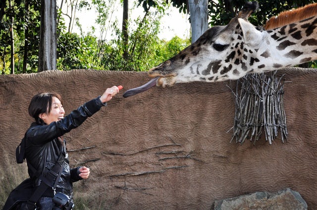 Experience a Wild Day at the San Diego Zoo