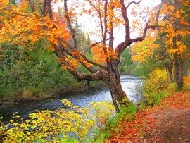 fall colour path.jpg