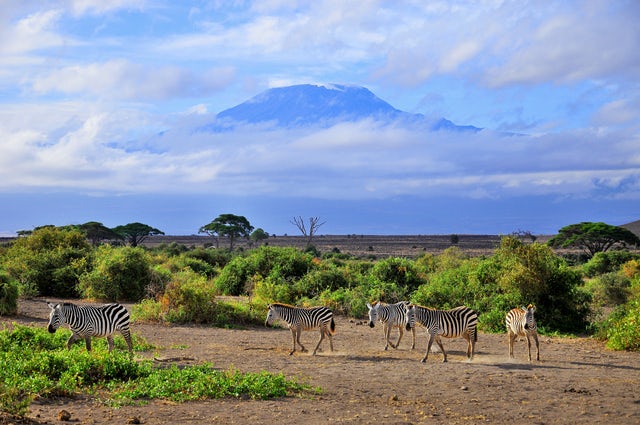 Enjoy the flora and fauna with the majesty of nature at Mt. Kilimanjaro