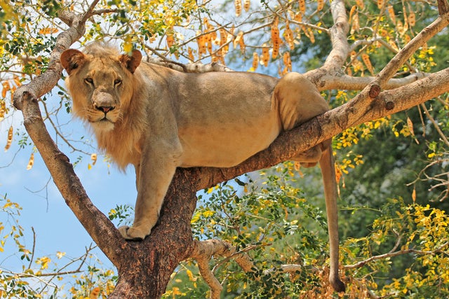Top 5 Safari Adventures in Tanzania