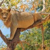 Young lion cub up a tree.jpg