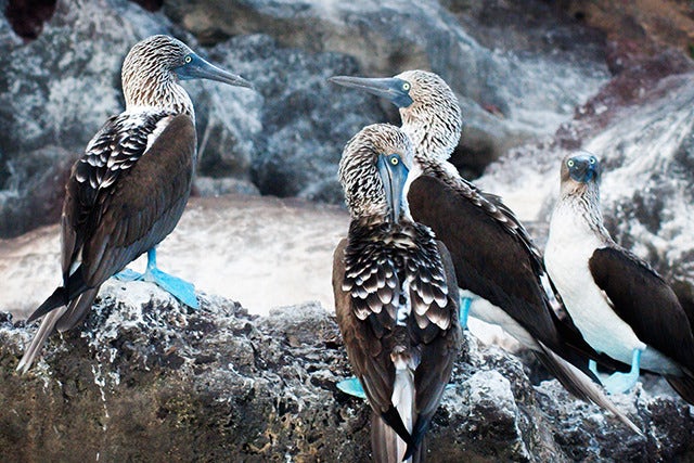 Galapagos Encounters: You Will See These 4 Animals