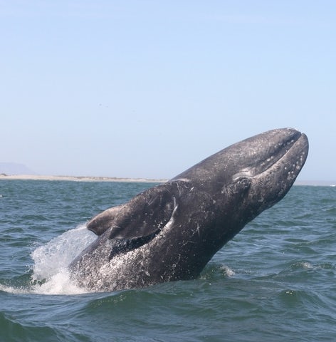    Whale Sanctuary of El Vizcaino