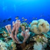 Scuba Diving over Coral Reef with Fish underwater in ocean.jpg