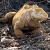 Galapagos yellow Iguana.jpg