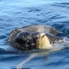 Galapagos turtle water.jpg