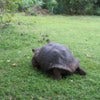 Galapagos turtle.jpg